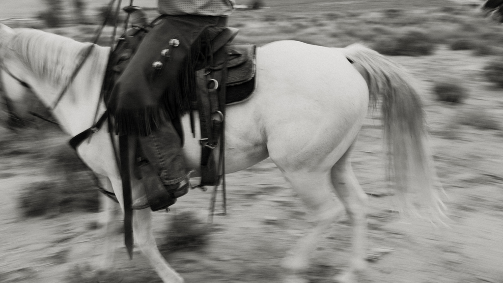 Image of the horses of Elrod ranch taken by wander love captures