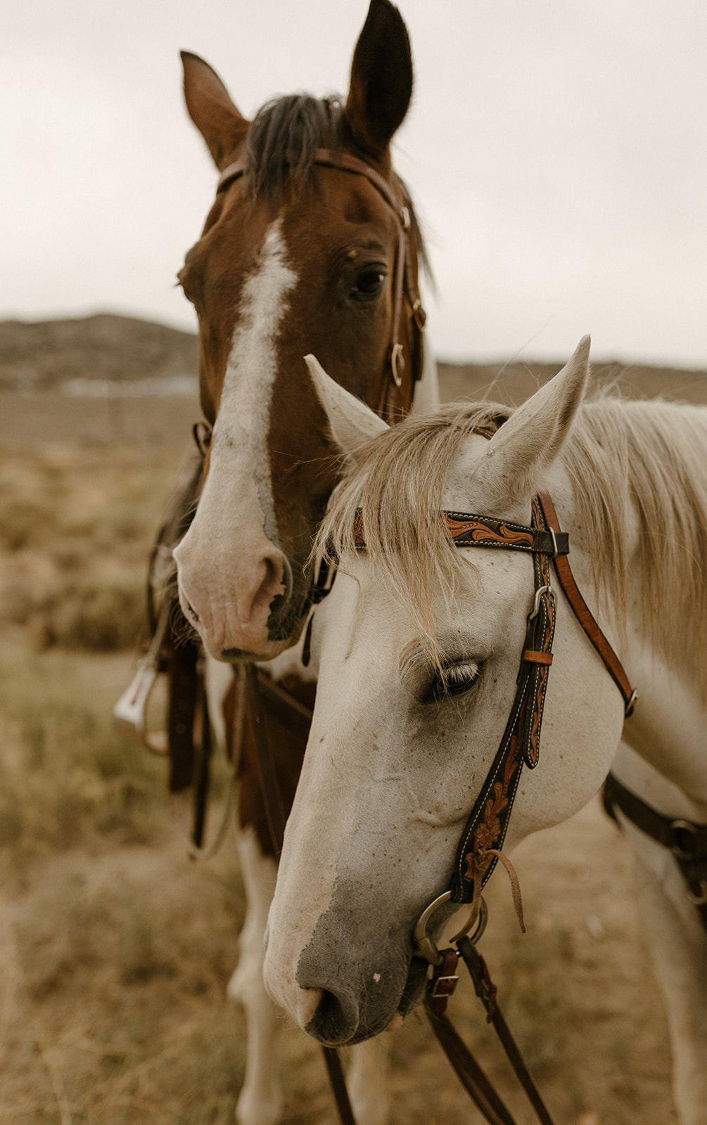 Image of the horses of Elrod ranch