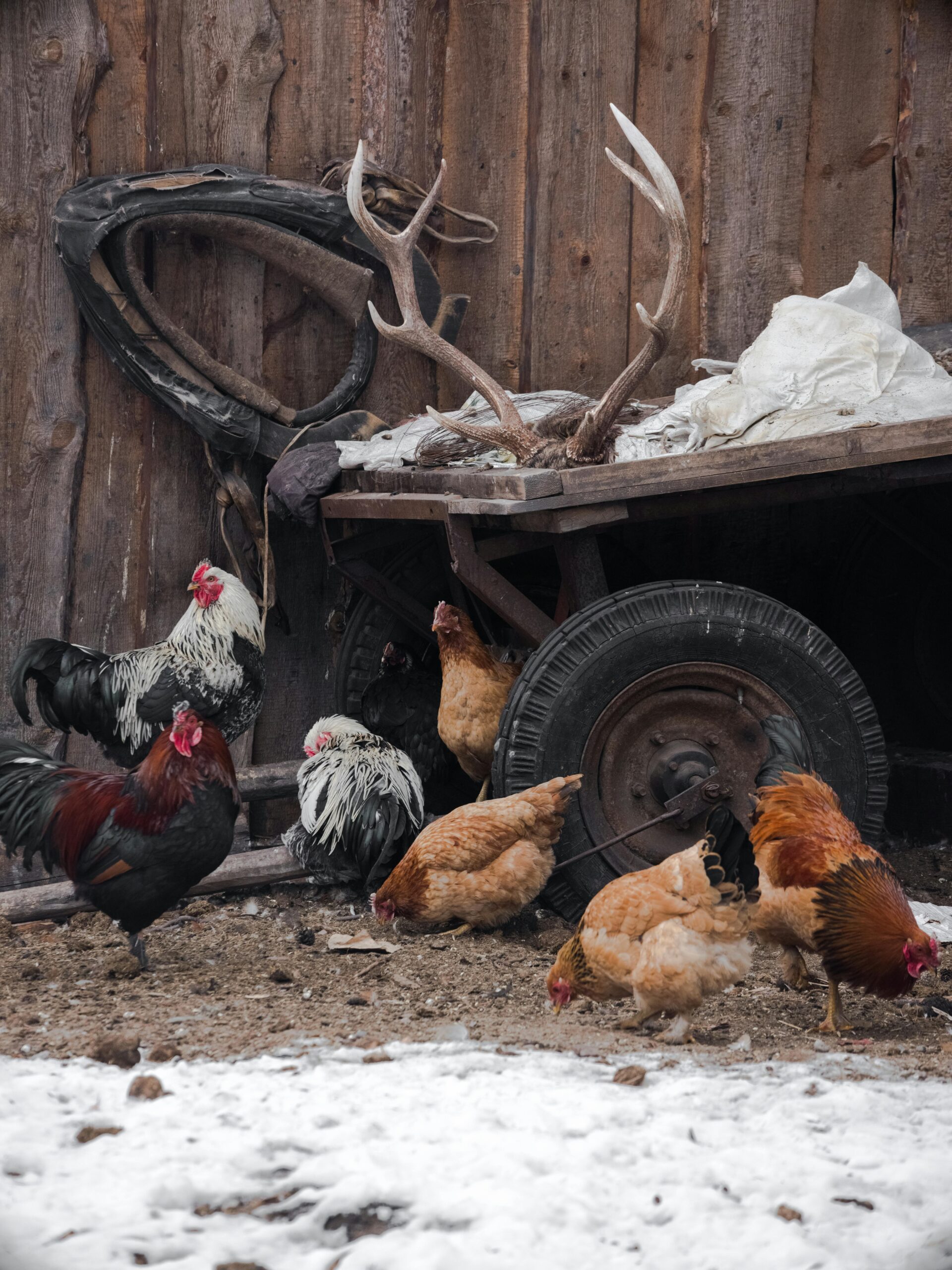 Chickens in the snow