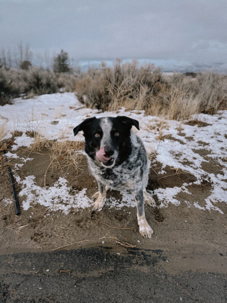 Roscoe the ranch dog
