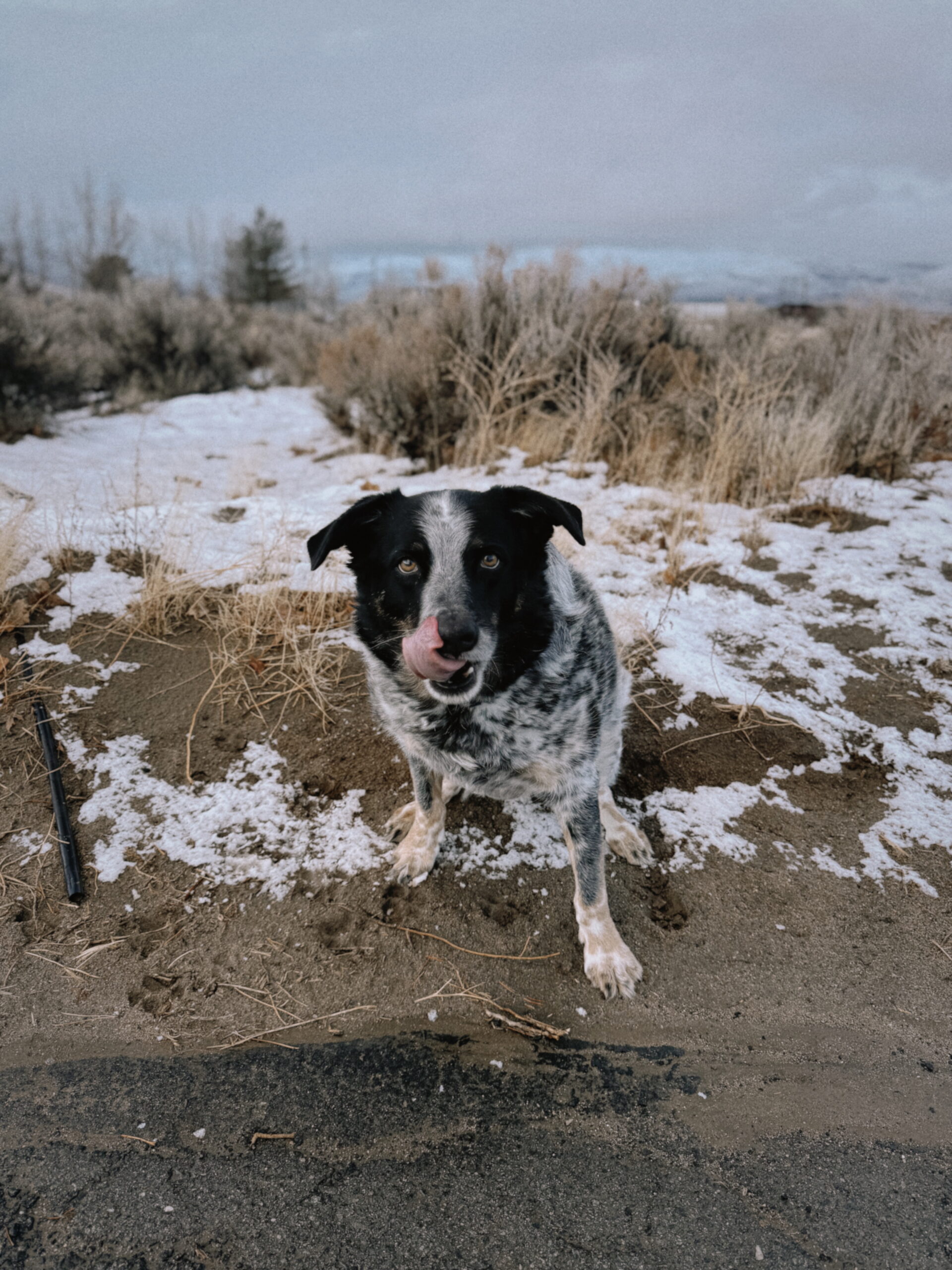 Roscoe the ranch dog