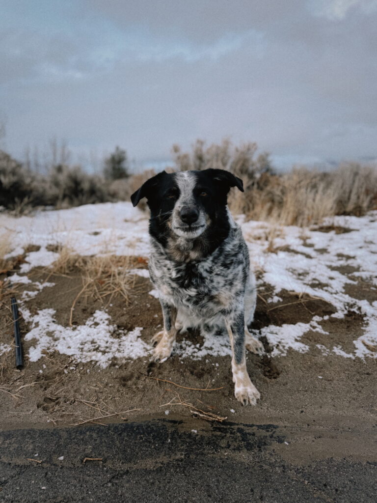 Roscoe the ranch dog