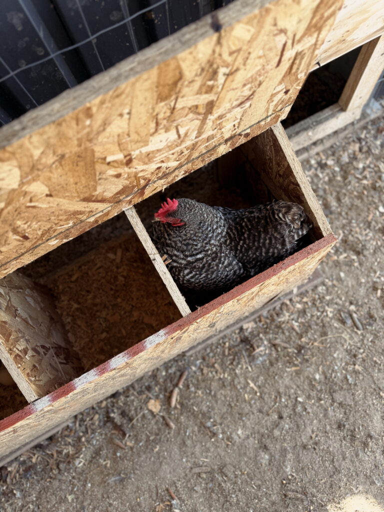 chicken laying an egg inside the coop