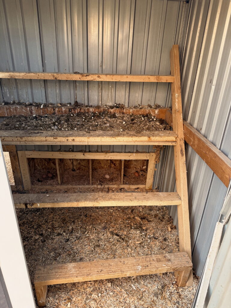 beginner homesteaders chicken coop diy