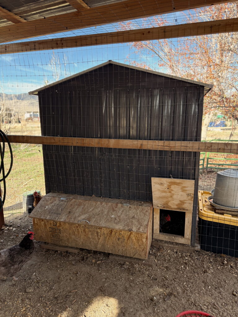 shed converted into a chicken coop