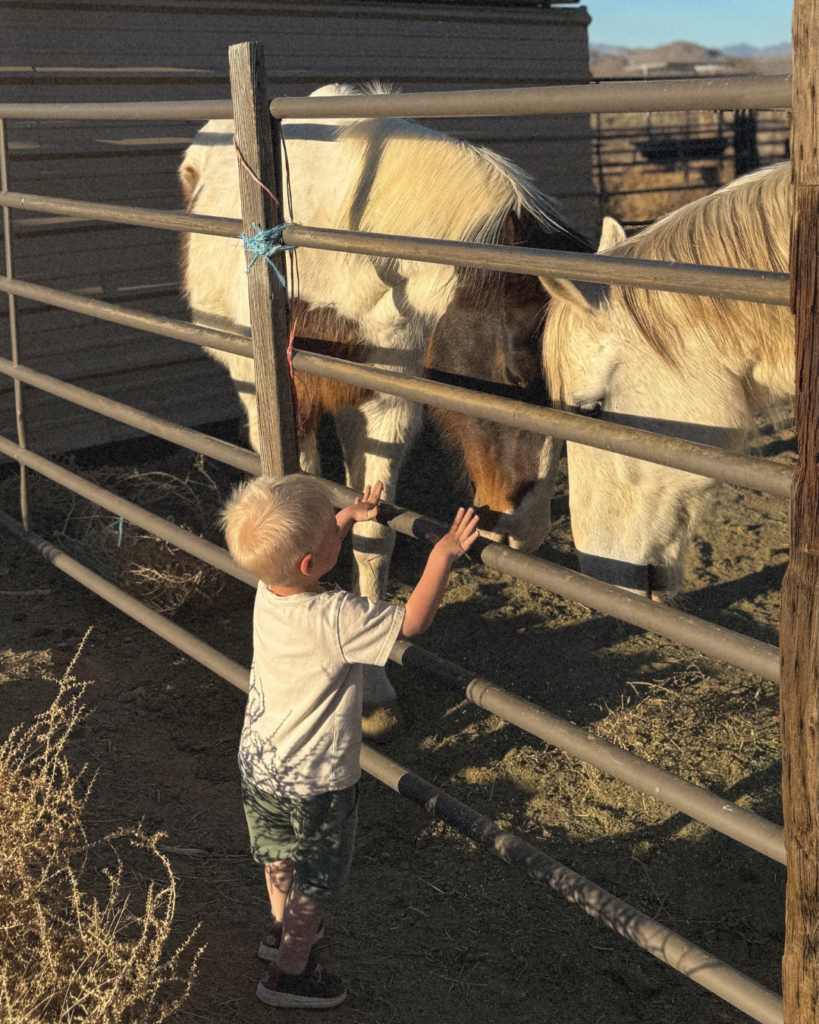 little boy looking at horses through a fence