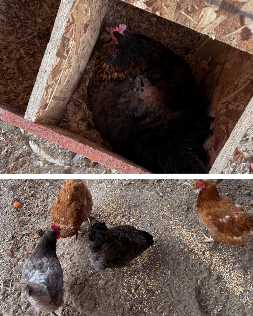 raising chickens on a budget