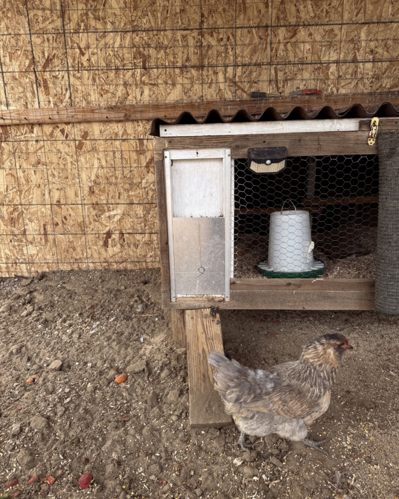 how to raise chickens for newbies