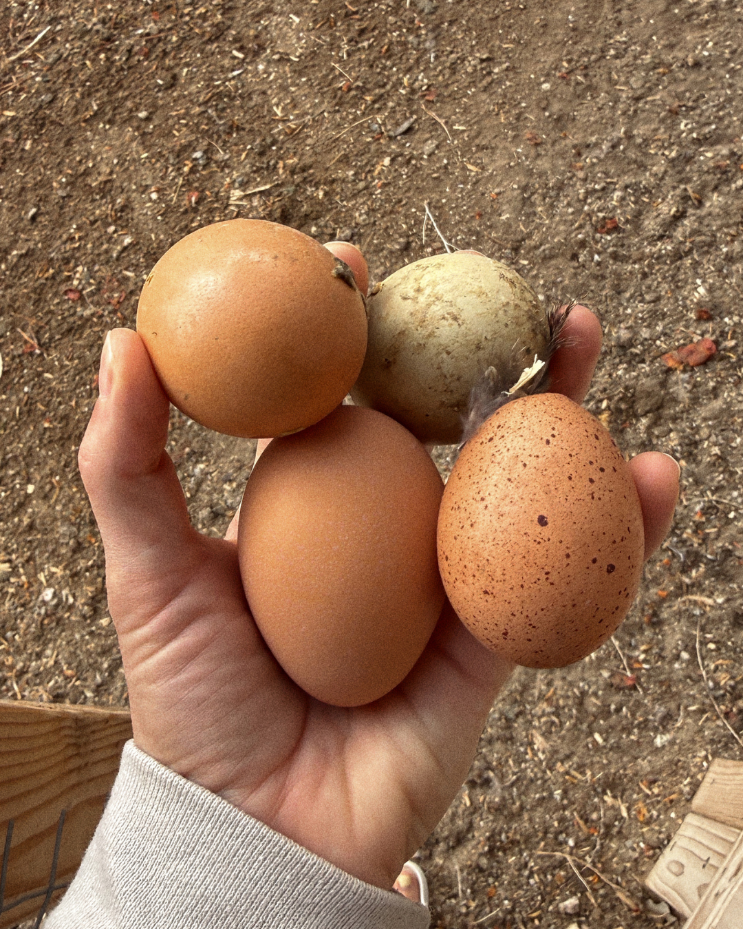 raising chickens for eggs - beginner guide