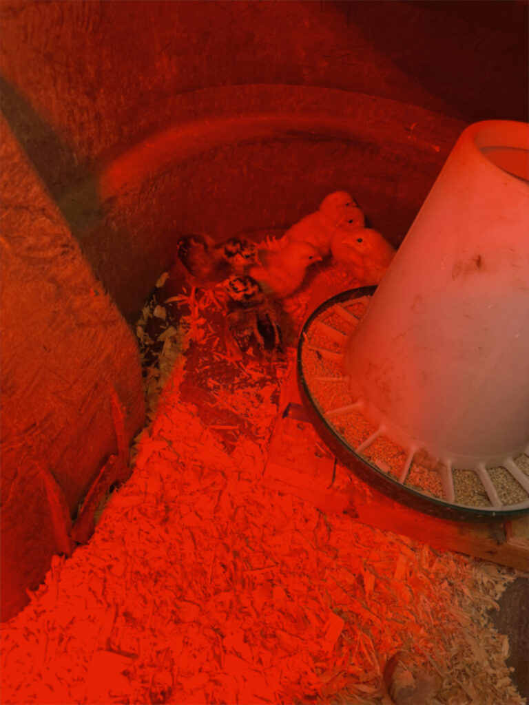 baby chicks in a tub