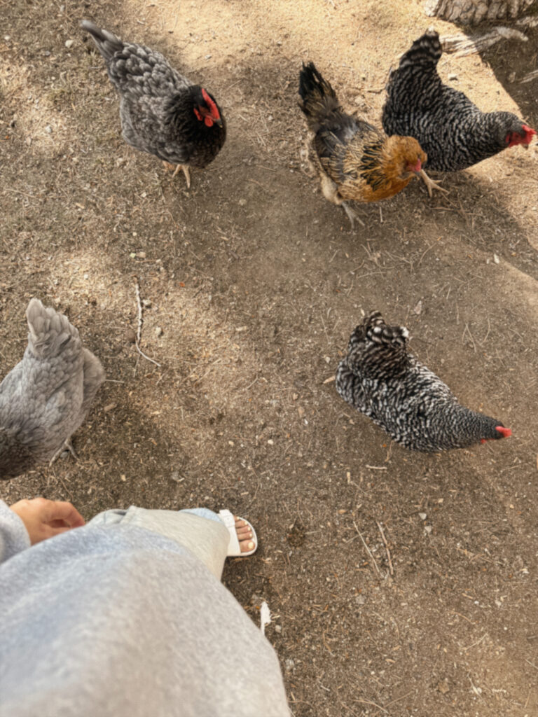 chickens on the homestead