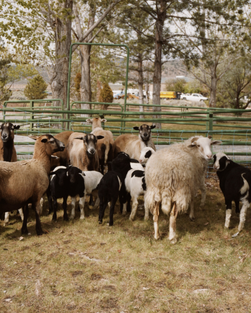 flock of sheep