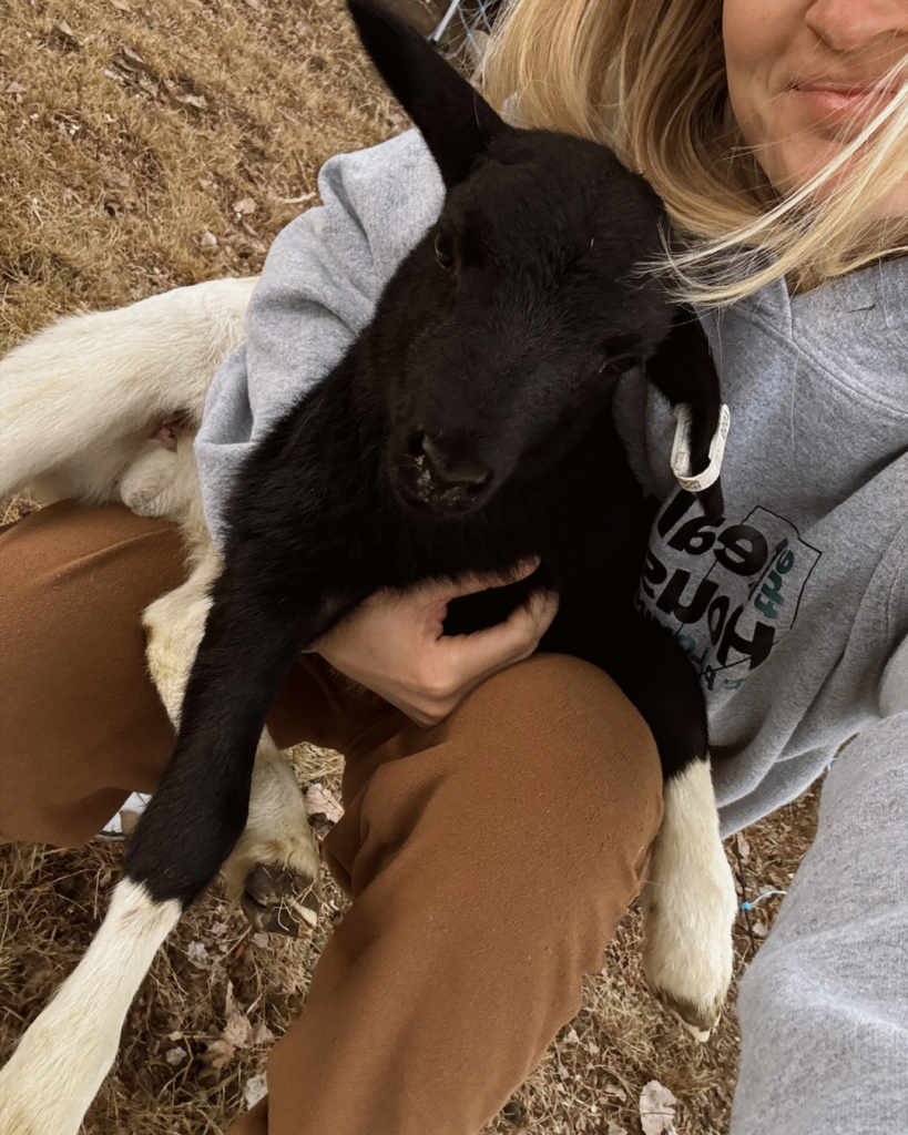 baby lamb being held