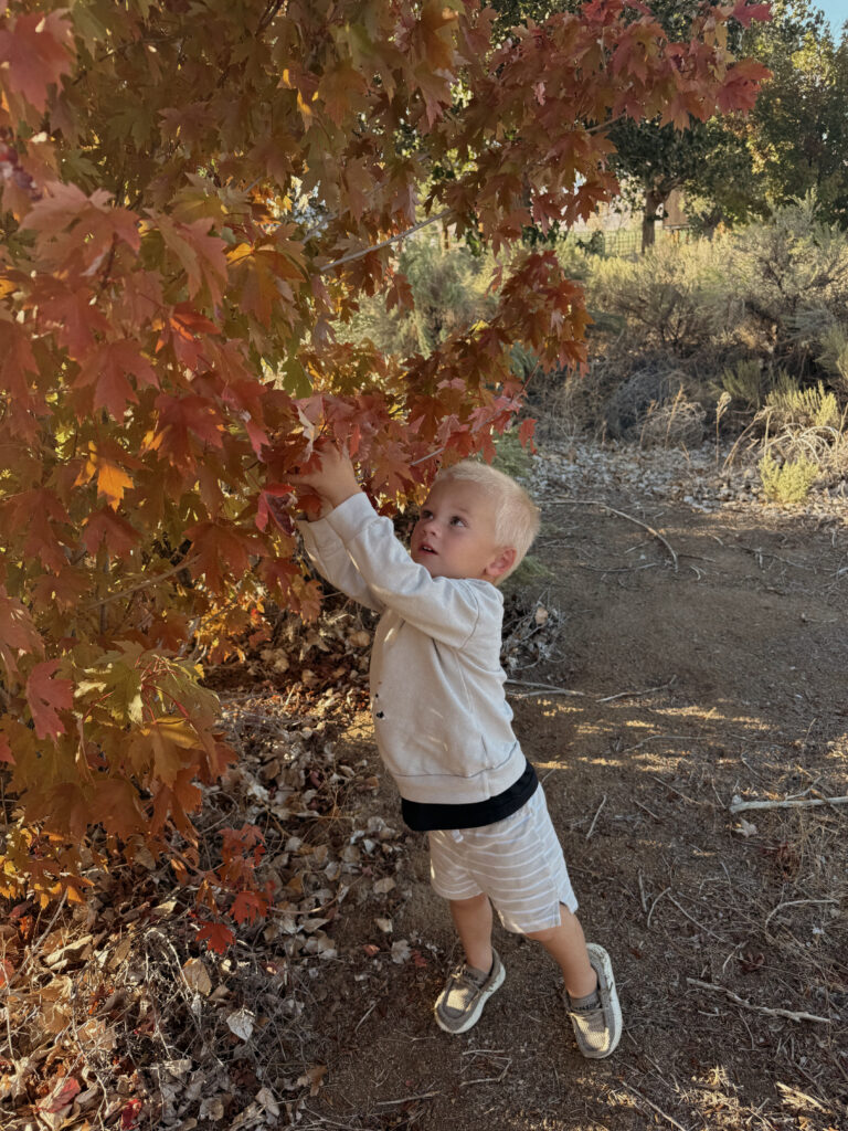 Fall season kid outfits baby and toddlers
